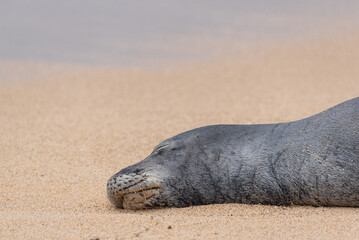 Hawaiian monk seal sleeping on sandy tropical beach near ocean - 791064830
