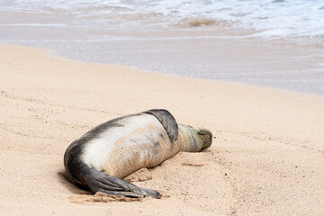 Monk seal sleeping on side on sandy beach near ocean