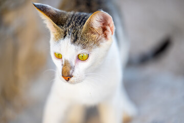 Close-up of cat face with yellow eyes, selective focus on eye