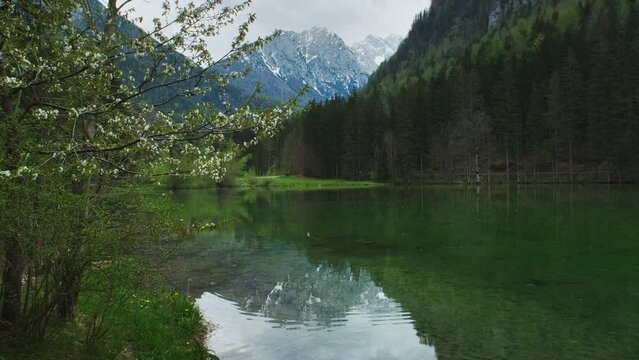 Alpine spring landscape with mountain lake and blooming tree. Plansarsko lake with green forest in Jezersko valley, Slovenia, Europe, 4k