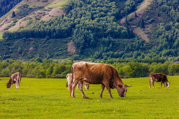 Fototapeta na wymiar A herd of cows peacefully grazing in a green grassland with mountains in the background under a cloudy sky, creating a beautiful natural landscape