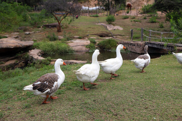 Group of geese walking in line towards pond.  Domestic bird. Farm animal. 