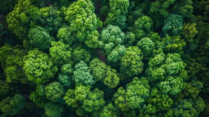 Dense Green Forest Aerial View Generative AI