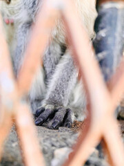 Monkey paw in zoo cage