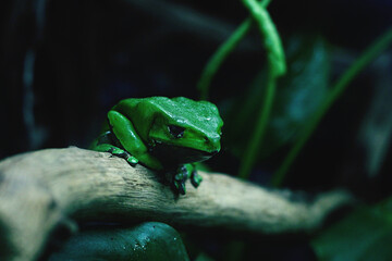 Frog sitting on wooden log, nature background