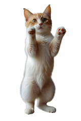 Full-Body Portrait of a little brown cat standing on two legs, isolated on white png.