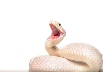 Leucistic white rat snake in position to attack or defend. Photo of a white snake on a white...