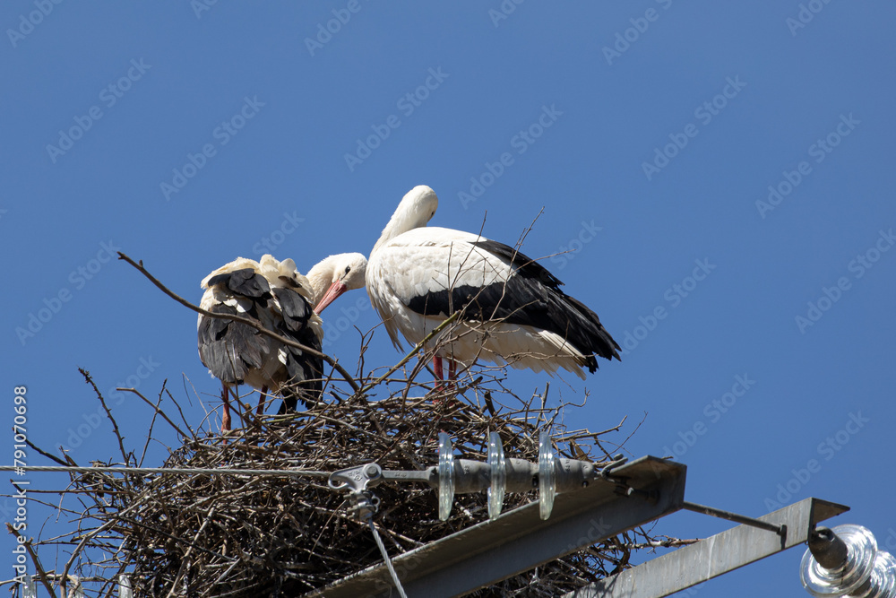 Wall mural Storks Nesting at the Top of a Light Tower