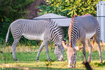 Grevy's zebra, lat Equus grevyi, also known as the imperial zebra eats green grass.