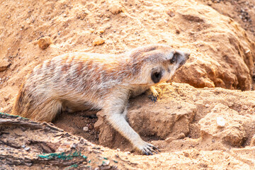 Meerkat suricatta family wildlife picture. - obrazy, fototapety, plakaty