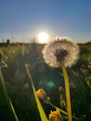 dandelion on the meadow