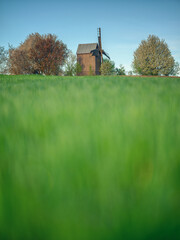 view to old wooden windmill from low point of field of green wheat in spring morning 
