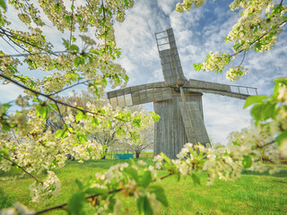 view through blooming cherry branches to wooden windmill in spring day