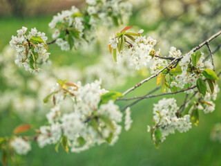 close up view to flowering branches of cherry tree in spring day