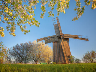 view to wooden mill on a meadow under flowering branches of cherry tree