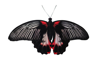 Tropical butterfly Papilio Rumanzovia isolated on transparent background close up. Beautiful black and red Papilio Rumanzovia (Scarlet Mormon) element for design with clipping mask.