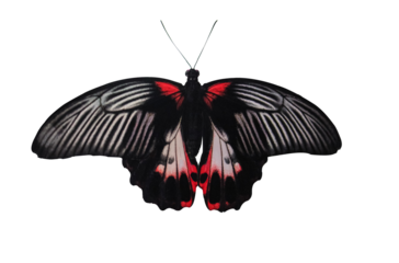 Tropical butterfly Papilio Rumanzovia isolated on transparent background close up. Beautiful black and red Papilio Rumanzovia (Scarlet Mormon) element for design with clipping mask.