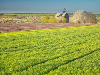 landscape with windmill and field of green wheat in spring day