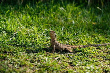 Coastal Encounter: Giant Gecko on Mandi Beach Grass