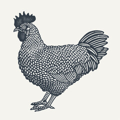 Rooster. Vintage engraving style vector illustration.