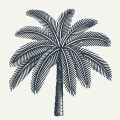 Palm tree. Vintage engraving style vector illustration.