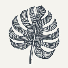 Exotic monstera leaf. Vintage engraving style vector illustration.
