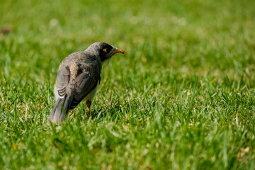 Australian Avian Gaze: Close-Up of Bird on Green Grass