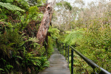 Handrails and Walkways Amid Lush Greens in the Blue Mountains