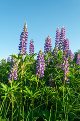 Blossoming wild lupines on the meadow on blue sky background