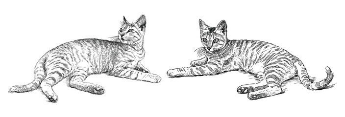 Cats, pets, lying two domestic animals, sketch, realistic, hand drawn black and white vector illustration isolated