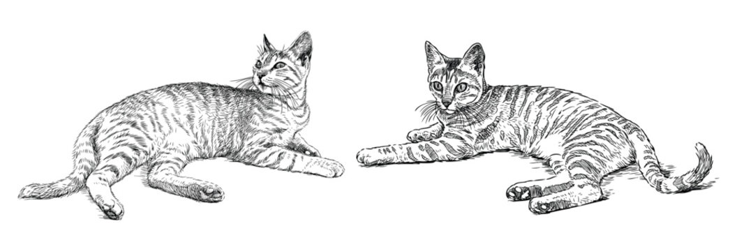 Cats, pets, lying two domestic animals, sketch, realistic, hand drawn black and white vector illustration isolated