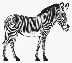vector black and white drawing of zebra animal. suitable for logo or symbol - 791083805