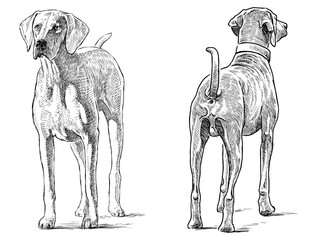 Hound dog pet purebred hunting dog vector hand drawn illustration realistic black and white isolated on white