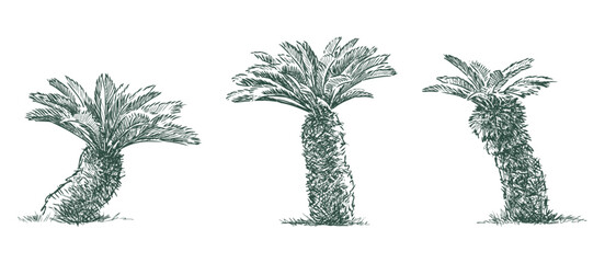 Palm trees tropical evergreen three small trees mediterranean flora sketch vector hand drawn illustration isolated on white