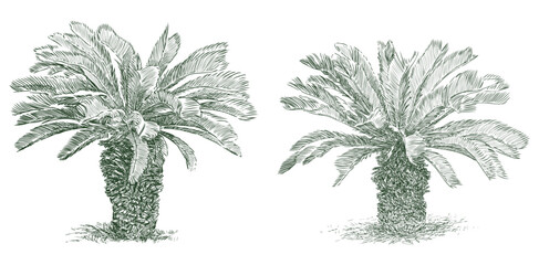 Palm trees tropical evergreen two trees mediterranean flora sketch vector hand drawn illustration isolated on white