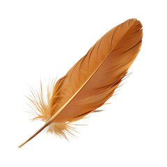A picture of a feather, isolated on white, cut out