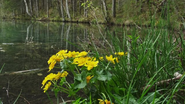Yellow flowers on the natural forest lake background. Marsh marigold ( Caltha palustris ), 4k