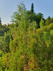 Rosemary Plants in a Herb Garden on a Sunny Spring Day in the Month of May