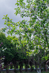 Fototapeta premium Spring. Irga blooms in may.