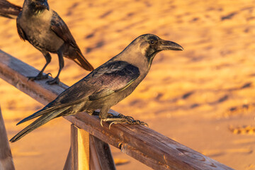 Obraz premium The brown-necked raven (Corvus ruficollis)
