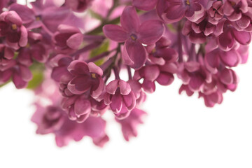 Fototapeta na wymiar Purple Lilac flower small bouquet on white. Selective soft focus. Macro nature background.