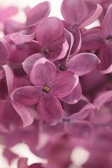Blur Purple Lilac flower small bouquet. Selective soft focus. Macro nature background.