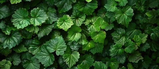 Green leaves found in a garden during the summer season. They are natural and form the background cover for spring, representing the environment and ecology.