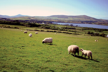 Naklejka na ściany i meble Sheep in Ireland Farm Valley