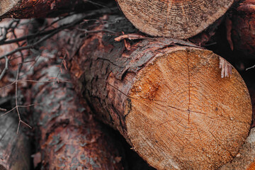 Wood trunks timber harvesting in forest. Log trunks pile of pine. Environment, nature concept -
