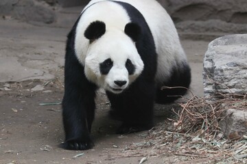 Obraz premium close up giant panda, Bai Tian, Beijing Zoo, China