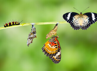 Leopard lacewing (Cethosia cyane euanthes) butterfly , caterpillar, pupa and emerging
