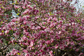 Magnolia, pink flowers in the garden 