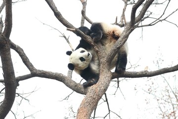 Acrobatic Panda ,Close up Playful panda having fun on the Tree,