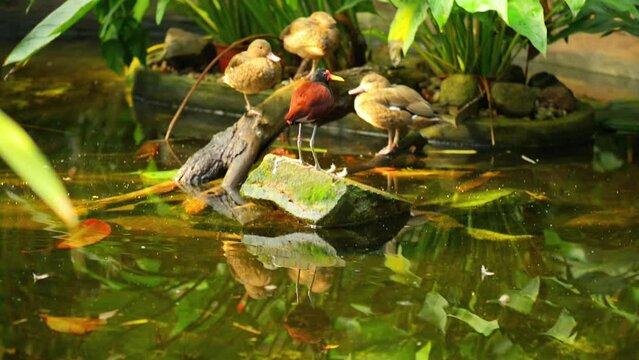 wattled jacana (Jacana jacana)